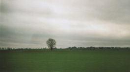 The-Man-With-The-Lemon-Tree-Photo Copy